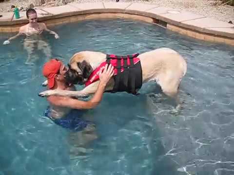 Questo cane grande e grosso non sa nuotare. Ecco come si comporta in acqua
